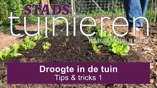 Stadstuinieren - Droogte in de moestuin - Tips #moestuin