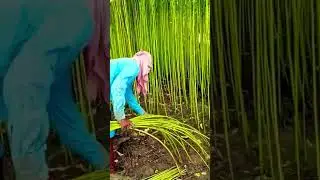 # jute# harvesting# from# big# field# village# agro# satisfying# agriculture# short