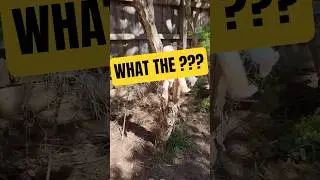 What The ???