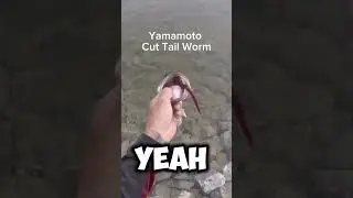 Yamamoto cut tail worm on drop shot 😈 #bassfishing #fish #youtubeshorts #gopro #fishing