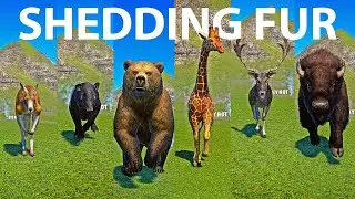 Shedding Fur Category Speed Races in Planet Zoo included Bison, Deer, Giraffe, Bear, Tapir