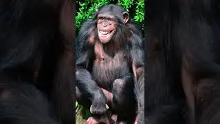 Animal sounds. Chimpanzee cry 🦧.