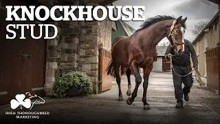 ITM Irish Stallion Showcase 2021 - Knockhouse Stud
