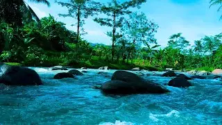 Unlock Instant Calm: Daylight Forest River Sounds for Stress Relief #1
