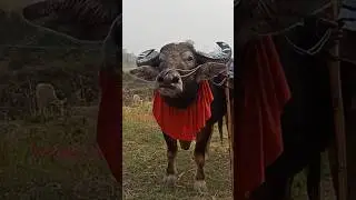 Bhobe khura moh tu 🔥 #shorts #ytshorts #trending  #mohjuj #buffalofightassam