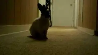 My rabbit hopping in the hallway!