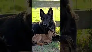Dog Adopts Baby Goat - Unlikely Friendship! 🐶💚🐐