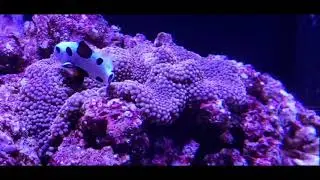 Mertensii anemone