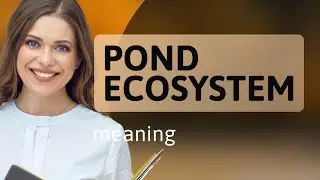 Exploring the Pond Ecosystem: A Dive into Nature