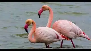Flamencos en la Laguna de los Tollos