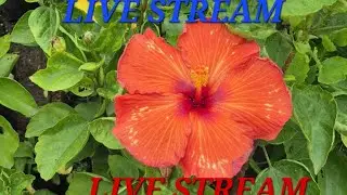 ACTING DADI SHORTS ki live par sabhi ka welcome hai meri youtube family members and friends 🙏🌹💞🌷✨️