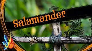 Salamander doodle photography art