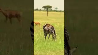 Zebra Grazing | Savannah