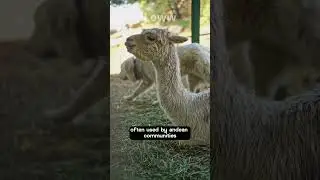 LLAMA LEGENDS: THE FASCINATING FACTS YOU NEVER KNEW  #animalfacts #facts #wildlife #llamas
