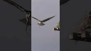 Osprey's in-the-nest food transfer #birdwatching #birdfoodtransfer #ospreys
