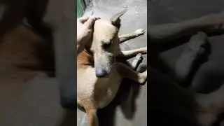 #a unlucky dog sad me some food. But Iam poor man i have no money # #sorts #dog Viral#sorts