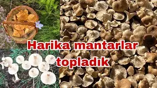 Babamla karma mantar avı 🍄‍🟫 Balkadın mantarı kanlıca mantarı ve kulacık mantarı toplama videosu 