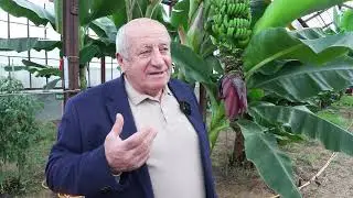 В Абхазии поспела папайя и другие тропические фрукты