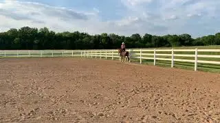 Bridleless