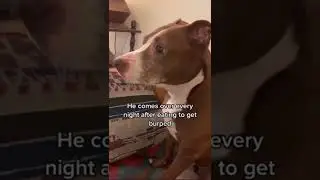 Funny animal videos I found on Instagram 69