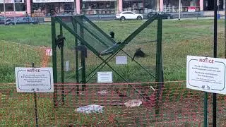 Crow Trap