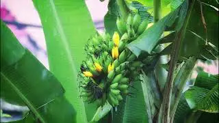 ASMR Heavy Rain on Banana Leaves | Relaxing Nature Sounds for Sleep & Study (White Noise)