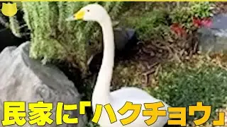 【民家の庭に「ハクチョウ」】３羽も？…群れからはぐれたか  茨城・水戸