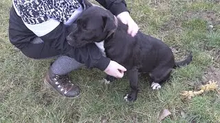 Čo majú nové v senickom útulku pre psov?
