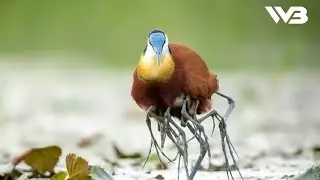 Jacana &Aacute;frica : &iquest;C&oacute;mo camina el padre con muchas patas?