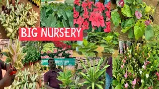 Hyderabad😱green spot,nursery&farms,all types Indoorplants,giftplants 😱hanging plants #viralvideo 🔥🔥