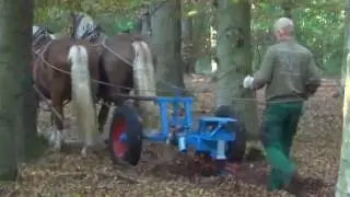 Bodenbearbeitung mit Pferd und Forstpflug