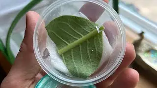 How to raise monarch butterflies