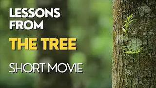 The Story of Tree | Nature Short Movie