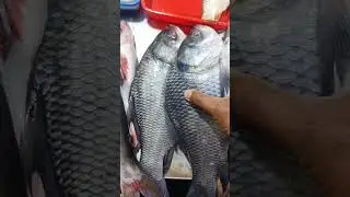How to Find fresh Fish 🐠 #shorts #ytshorts #trending