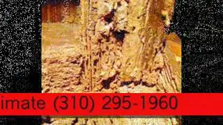 #1 Renovation Contractor Termite Wood Repair call Shafran 310-295-1960