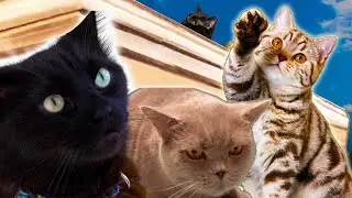 Cats  