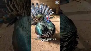 Ocellated Turkey 🦃 This Bird Looks EDITED!