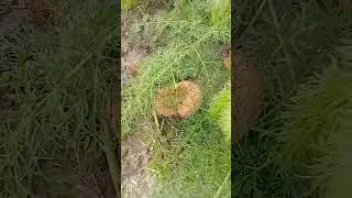 Funghi di ferula gennaio 2026