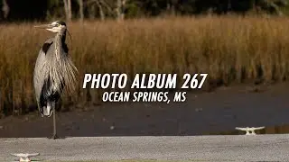 Photo Album 267: Heron in Mississippi | Olympus OM-D E-M1 Mark III Micro Four Thirds