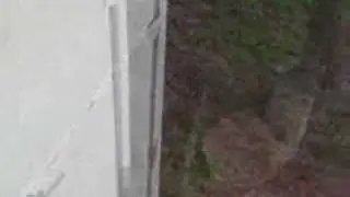 Foxes in my Backyard