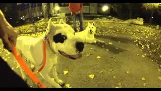 Dogue argentin VS berger blanc suisse controler son chien dominant www.mentaldog.fr / 2,7K Cinema