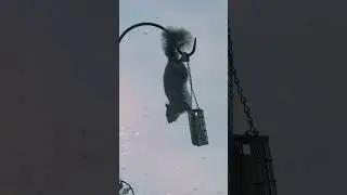 Wild life squirrel bird feeder #shorts #wildlife #squirrel irrel