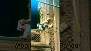 Обезьяна унесла дорогой телефон во Вриндаване #vrindavan