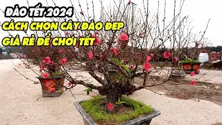 Cách chọn cây đào đẹp, giá rẻ để chơi tết mà ít người biết
