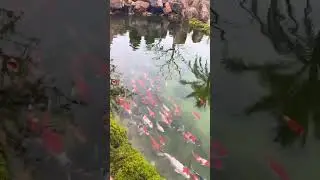 Using a Drum Filter in Koi Pond #aquariumfiltration