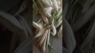 kewada flower #short #video