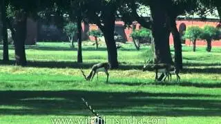 Blackbucks grazing in the garden of Sikandra Fort