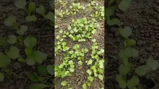 मूली की खेती कैसे करें 🌱👌 radish cultivation | muli ki kheti #radish #muli