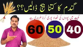 Optimum seedrate for wheat crop | Abid Ali Agrarian