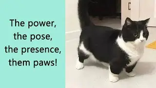 50 Hilarious And Adorably Awkward Animals For Every Animal Lover (New Pics)